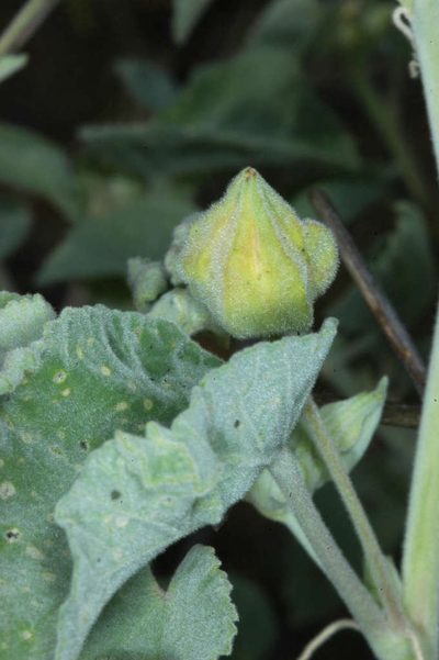 Abutilon otocarpum, photographed by Chris Lindorff