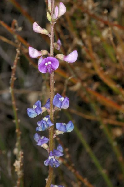 Swainsona microphylla, photographed by Chris Lindorff