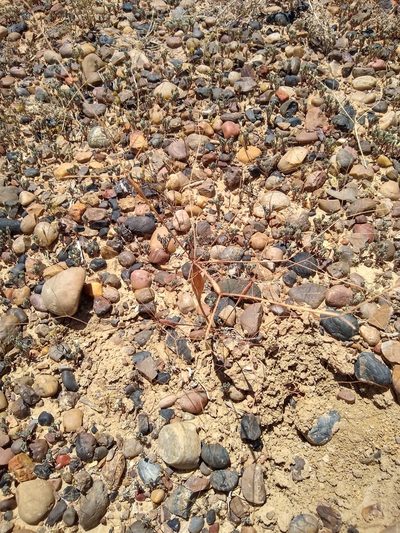 Eriogonum fusiforme, photographed by Chris Quirin