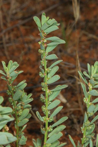 Phyllanthus lacunarius, photographed by Chris Lindorff