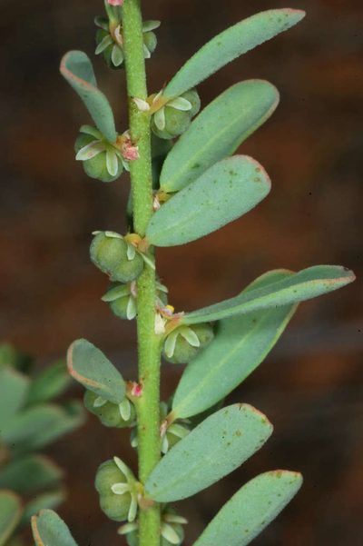 Phyllanthus lacunarius, photographed by Chris Lindorff