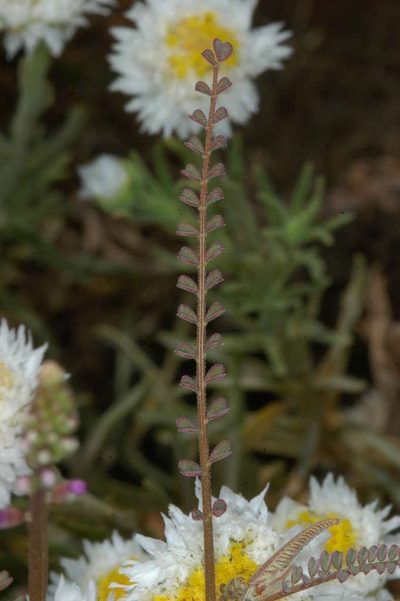 Swainsona microphylla, photographed by Chris Lindorff