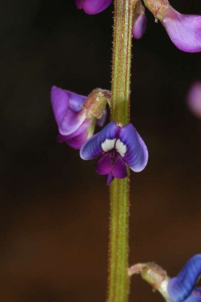 Swainsona microphylla, photographed by Chris Lindorff
