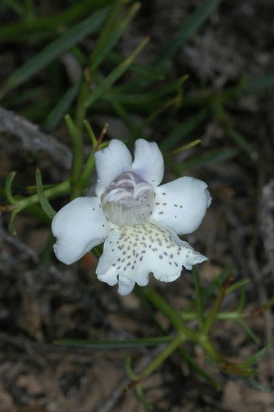 Eremophila polyclada, photographed by Chris Lindorff
