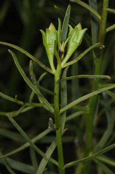 Eremophila polyclada, photographed by Chris Lindorff