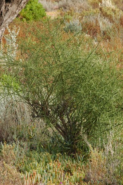 Eremophila polyclada, photographed by Chris Lindorff