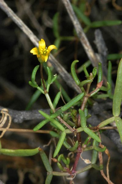 Roepera angustifolia, photographed by Chris Lindorff