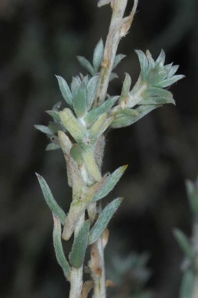 Malacocera tricornis, photographed by Chris Lindorff