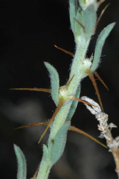 Sclerolaena muricata, photographed by Chris Lindorff