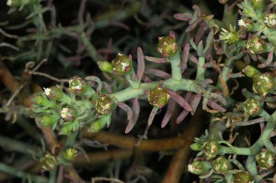 Mesembryanthemum granulicaule, photographed by Chris Lindorff