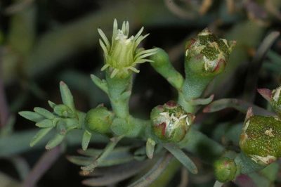 Mesembryanthemum granulicaule, photographed by Chris Lindorff