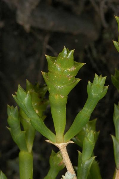 Tecticornia triandra, photographed by Chris Lindorff