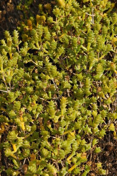 Tecticornia triandra, photographed by Chris Lindorff