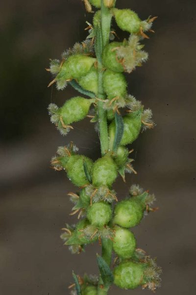 Haloragis aspera, photographed by Chris Lindorff