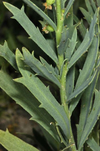Haloragis aspera, photographed by Chris Lindorff