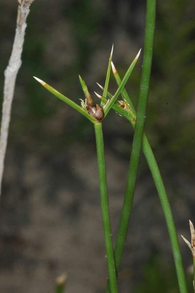 Cyperus gymnocaulos, photographed by Chris Lindorff