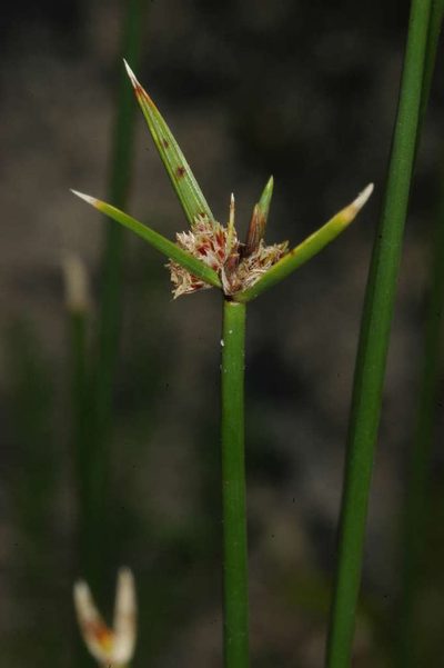 Cyperus gymnocaulos, photographed by Chris Lindorff
