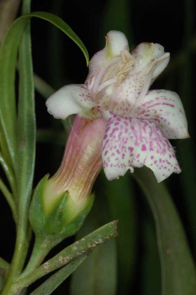 Eremophila bignoniiflora, photographed by Chris Lindorff