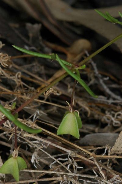 Roepera angustifolia, photographed by Chris Lindorff