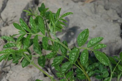 Glycyrrhiza acanthocarpa, photographed by Chris Lindorff