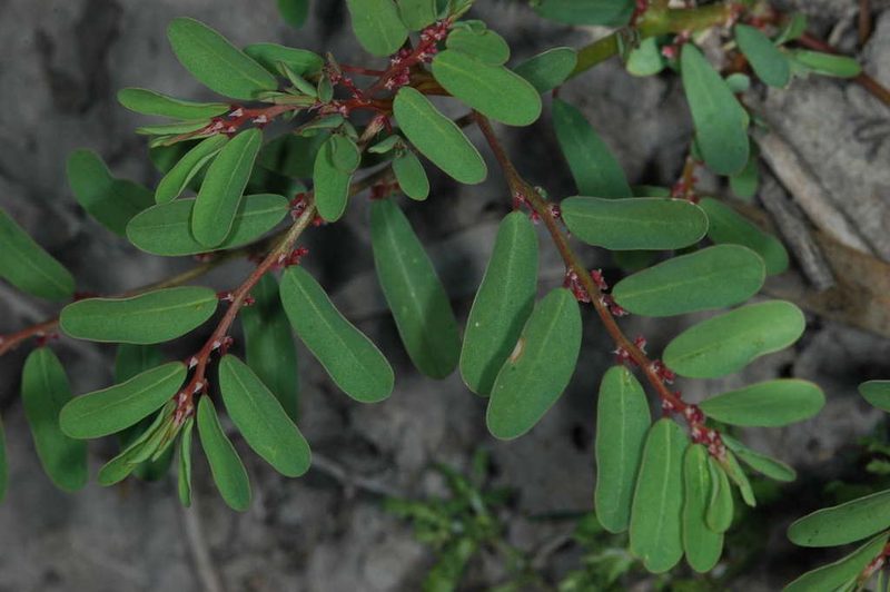 Phyllanthus lacunarius, photographed by Chris Lindorff