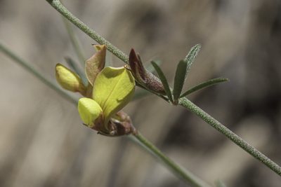 Acmispon wrightii, photographed by Craig Martin