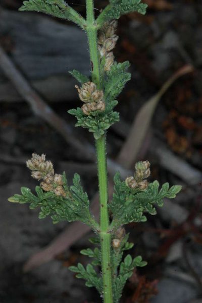 Verbena supina, photographed by Chris Lindorff