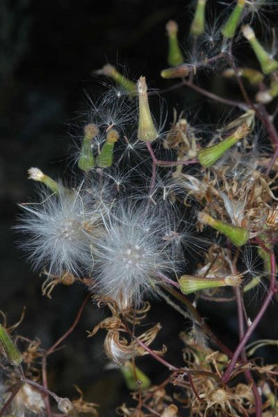 Senecio runcinifolius, photographed by Chris Lindorff