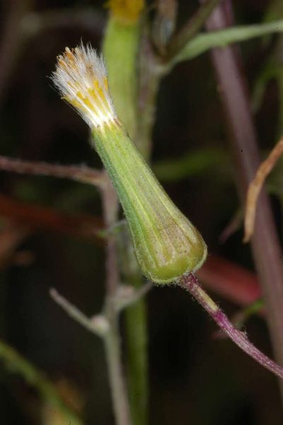 Senecio runcinifolius, photographed by Chris Lindorff