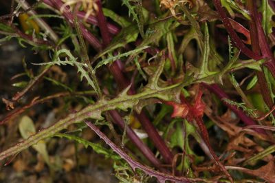Senecio runcinifolius, photographed by Chris Lindorff
