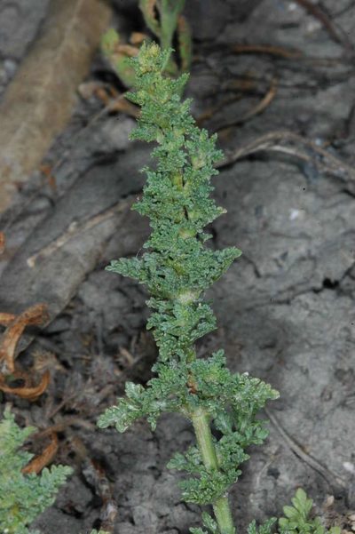 Verbena supina, photographed by Chris Lindorff