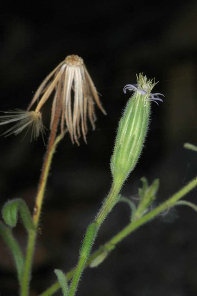 Vittadinia cervicularis, photographed by Chris Lindorff