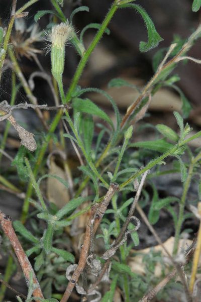 Vittadinia cervicularis, photographed by Chris Lindorff