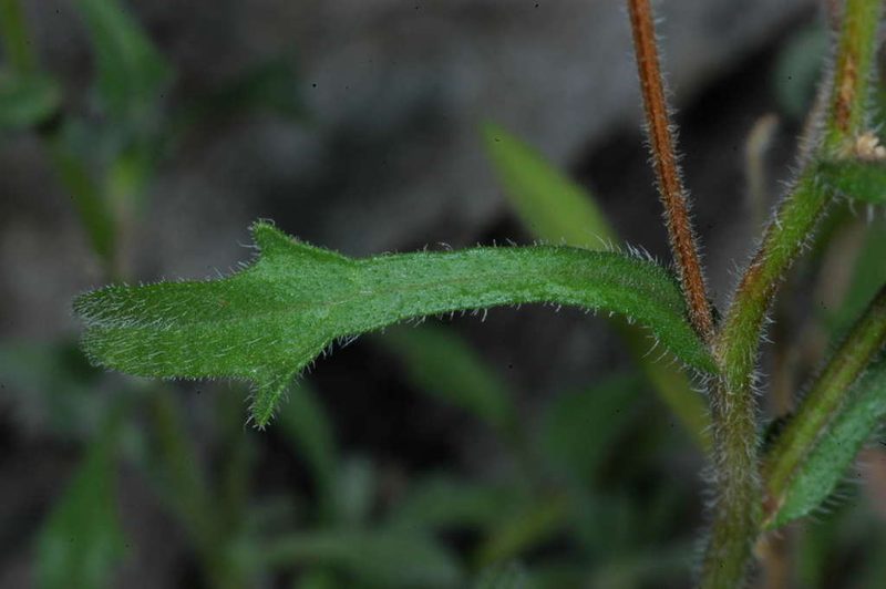 Vittadinia cervicularis, photographed by Chris Lindorff