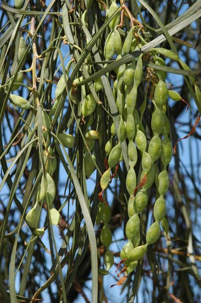 Acacia stenophylla, photographed by Chris Lindorff