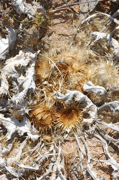 Onopordum acaulon, photographed by Chris Lindorff