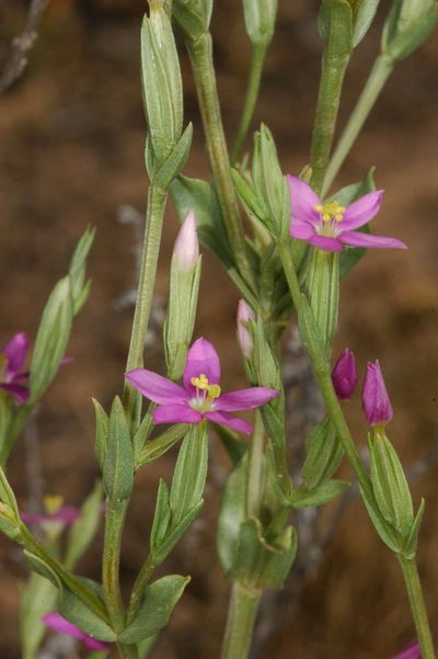Schenkia australis, photographed by Chris Lindorff