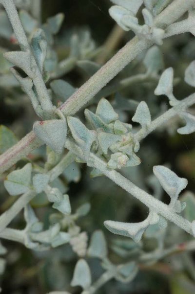 Chenopodium curvispicatum, photographed by Chris Lindorff