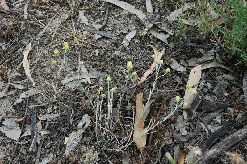 Calocephalus sonderi, photographed by Chris Lindorff