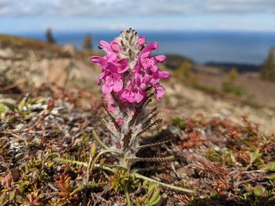Pedicularis lanata, photographed by Erin McKittrick