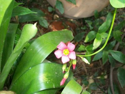 Oxalis tetraphylla, photographed by Martín Sánchez Vilchis