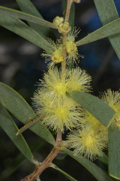 Acacia oswaldii, photographed by Chris Lindorff