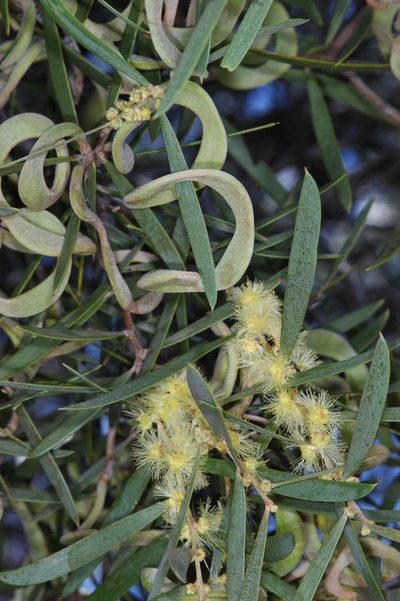 Acacia oswaldii, photographed by Chris Lindorff