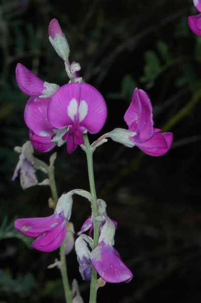 Swainsona greyana, photographed by Chris Lindorff