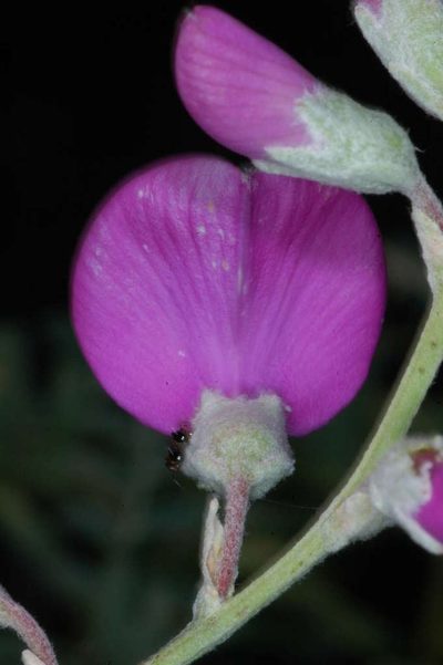 Swainsona greyana, photographed by Chris Lindorff