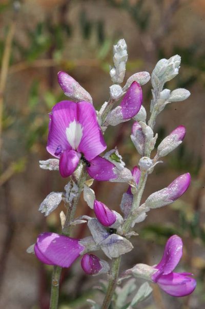 Swainsona greyana, photographed by Chris Lindorff