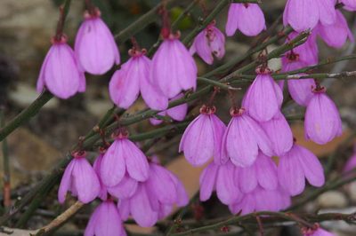 Tetratheca stenocarpa, photographed by Chris Lindorff