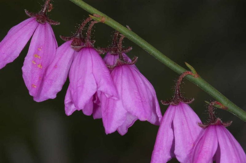 Tetratheca stenocarpa, photographed by Chris Lindorff