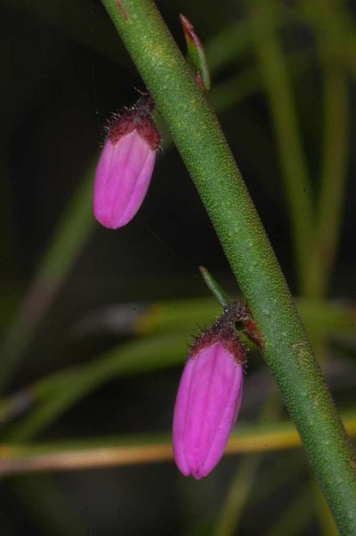 Tetratheca stenocarpa, photographed by Chris Lindorff