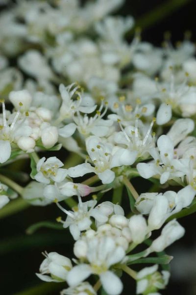 Poranthera corymbosa, photographed by Chris Lindorff